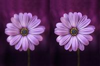 فناوری فشرده سازی تصویر چگونه عمل می کند؟